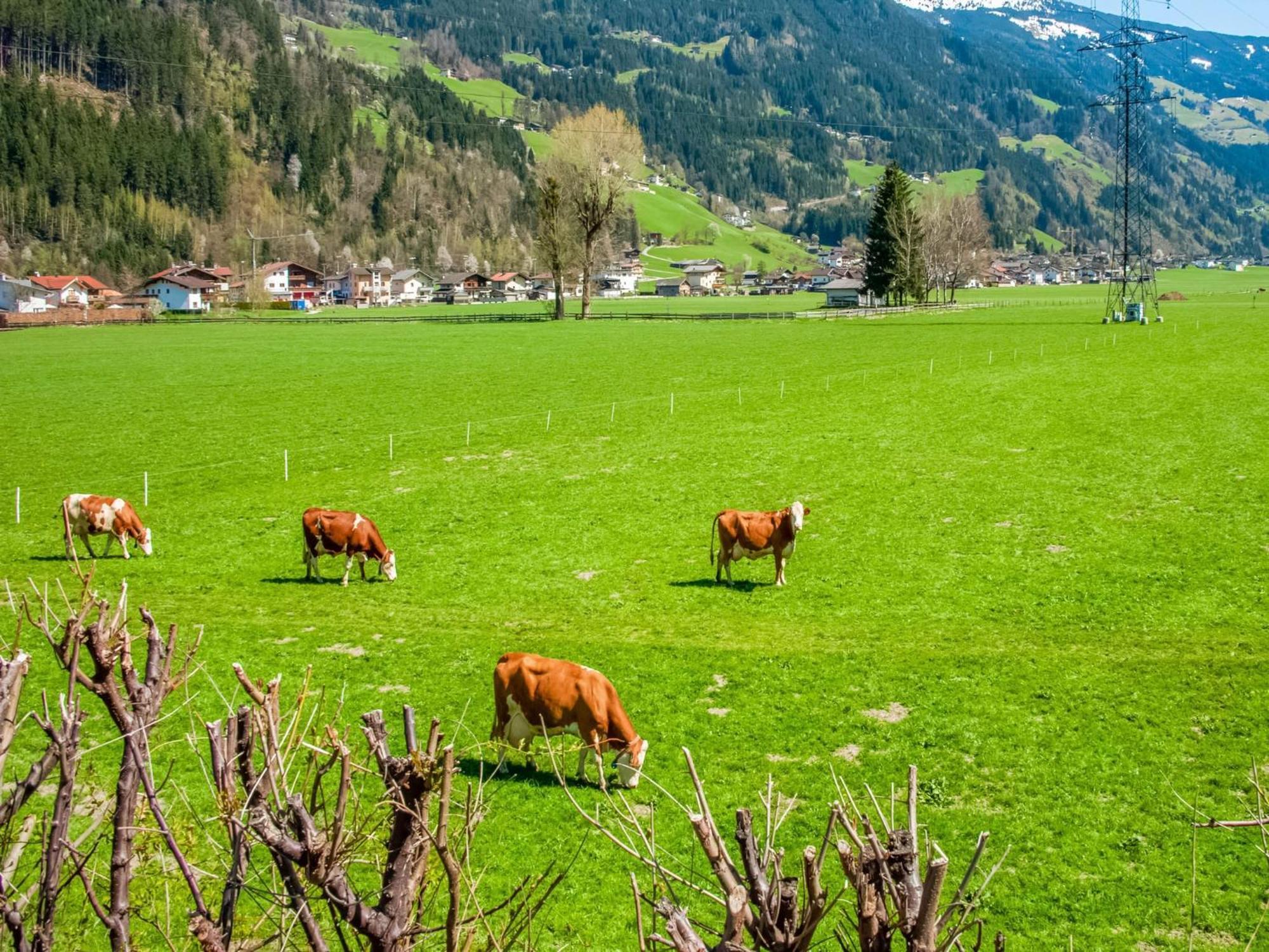 Apartment With Panoramic View Ramsau im Zillertal Eksteriør bilde